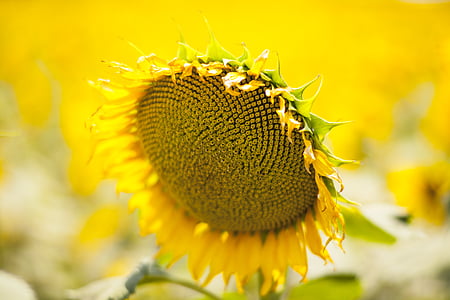 žlutá, květ, Slunečnice, žlutý květ, Příroda, jaro, zahrada