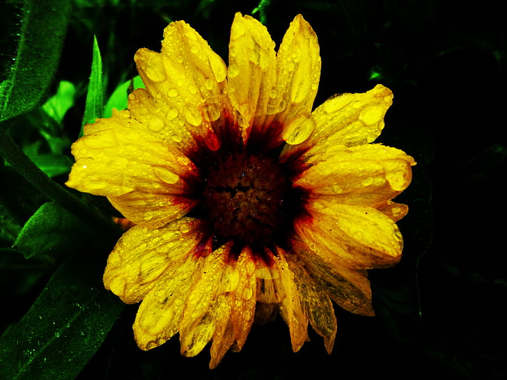 kwiat, żółty, krople, kropelki
