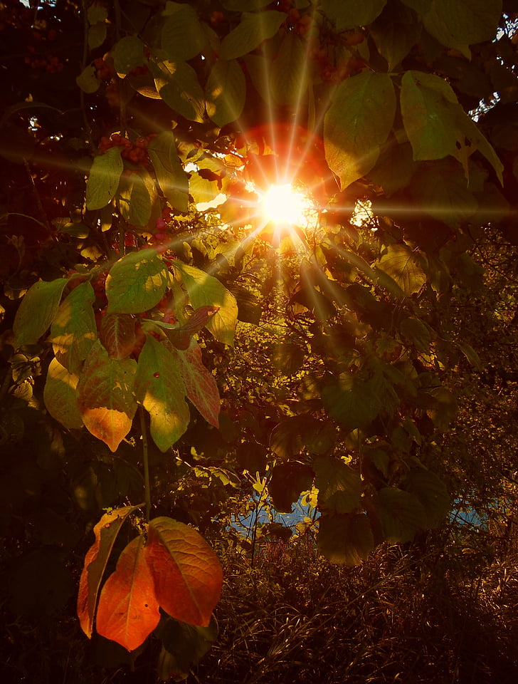 Осень, Октябрь, лес, Золотой, Золотая осень, Осенью листва, Золотой Октябрь
