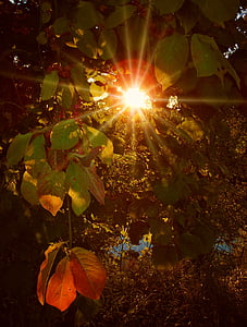 podzim, října, Les, zlatý, zlatý podzim, padajícího listí, Zlatý říjen