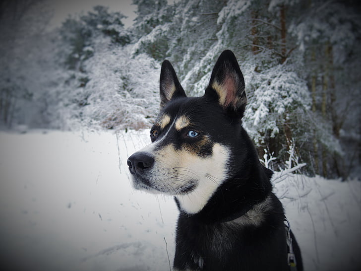 zwierząt, psi, zimno, pies, na zewnątrz, zwierzętom, Siberian husky