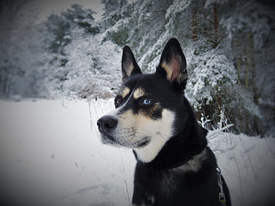 animal, canine, cold, dog, outdoors, pet, siberian husky