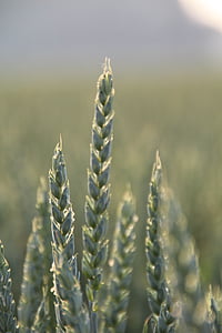 ухо, пшеница, зърнени култури, зърно, храна