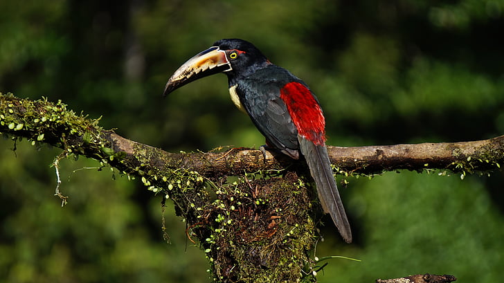 Collard araceri, burung, Kosta Rika, hutan, alam, satwa liar, hewan