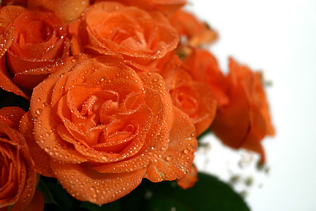 Rosas, ramo de la, boda, Strauss, Felicitaciones, ramo de rosas
