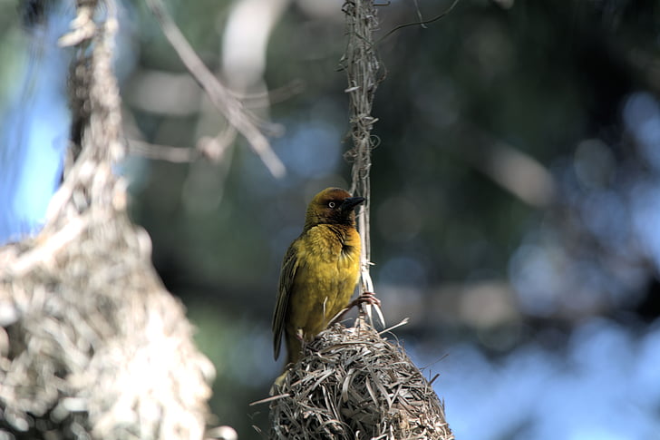 fågel, befjädrade, naturen, Yellow bird