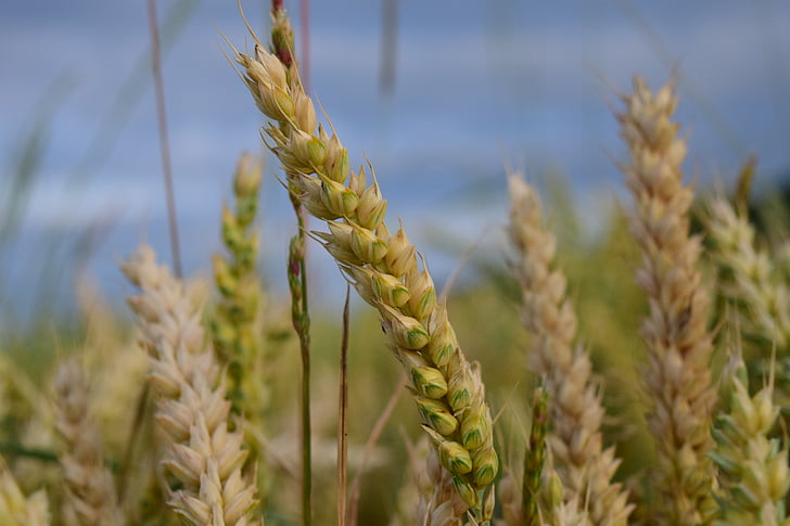 пшеница, жито поле, зърнени култури, зърно, царевицата, Спайк, Селско стопанство
