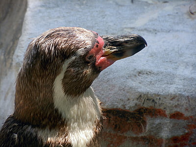 pinguïn, dierlijke hoofd, sluiten
