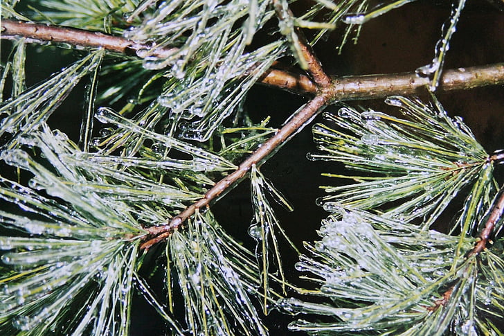 pine needles, ice, iced, winter, eiskristalle, branches, winter impressions