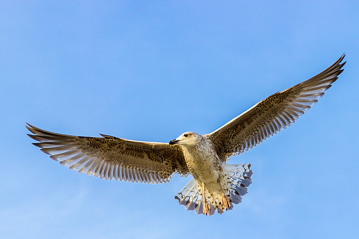 seagull, bird, flying, baltic sea, wildlife photography, plumage, fly