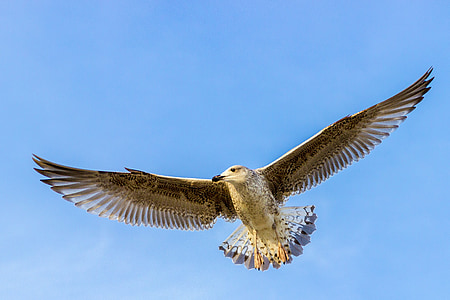 Seagull, fågel, flygande, Östersjön, naturfotografering, fjäderdräkt, fluga