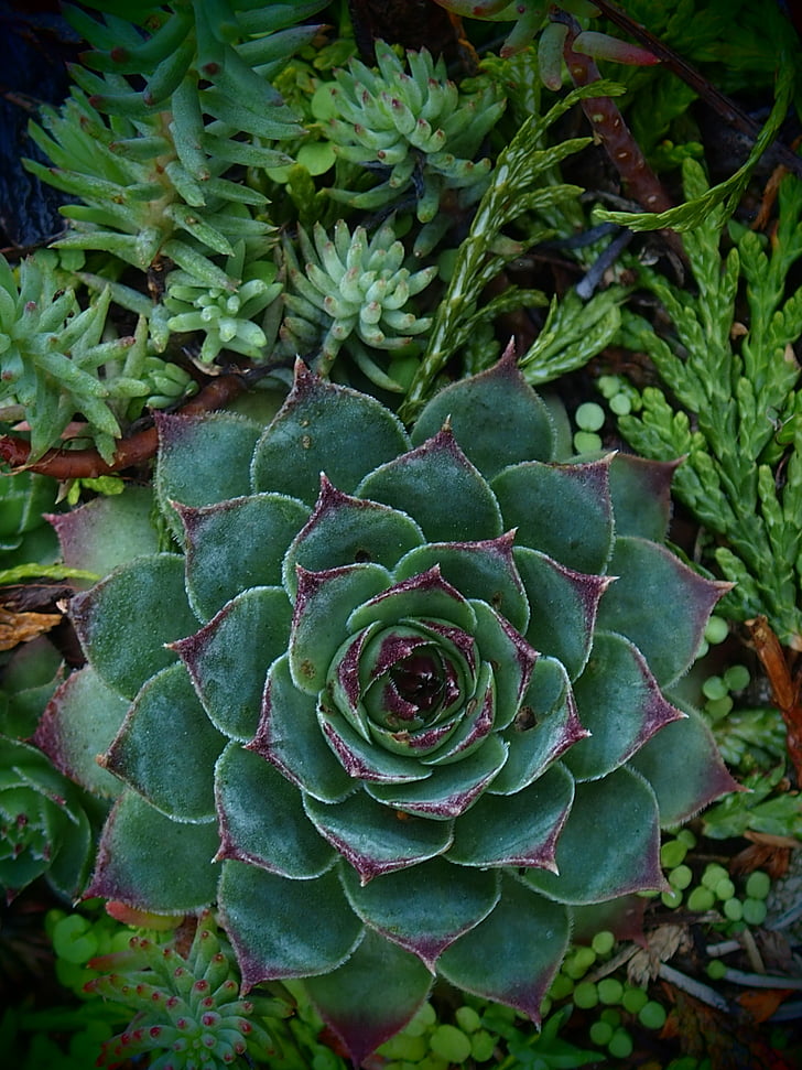 Crassulaceae, natura, roseta