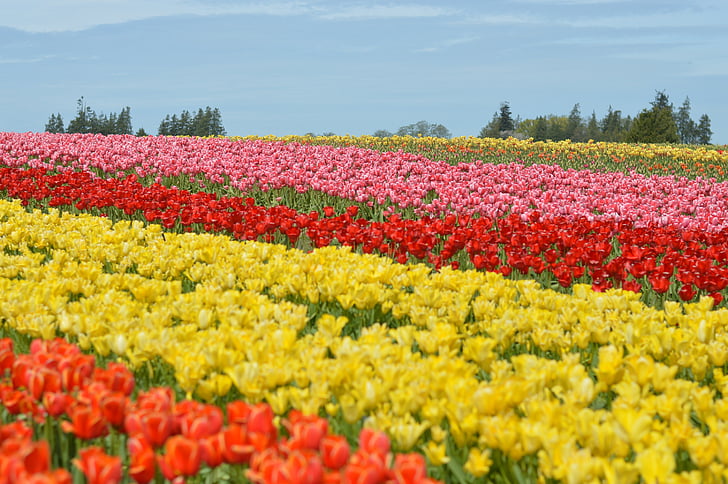 tulipanes, noroeste, Washington, flor, púrpura, posición en cuclillas, Valle