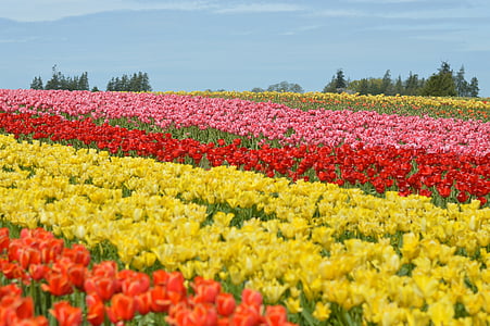Tulipani, nord-ovest, Washington, fiore, viola, squat, Valle