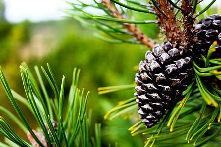 photograph, two, pine, cones, cone, green, tree