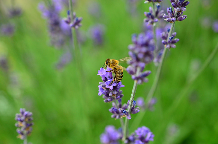 Levanda, bičių, vabzdžių, violetinė, tikrosios levandos, Lavandula, augalų