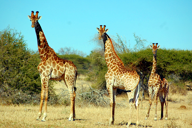 giraf, dyr, Safari, Wildlife, Afrika, natur, Safari dyr