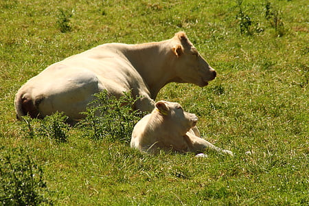 con bò, đồng cỏ, con bò, bắp chân, động vật có vú, động vật, vật nuôi