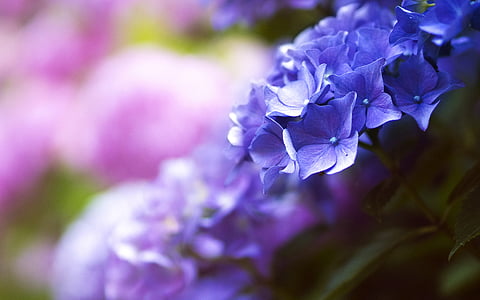 浅, 焦点, 摄影, 紫罗兰色, 花, 花, 粉色