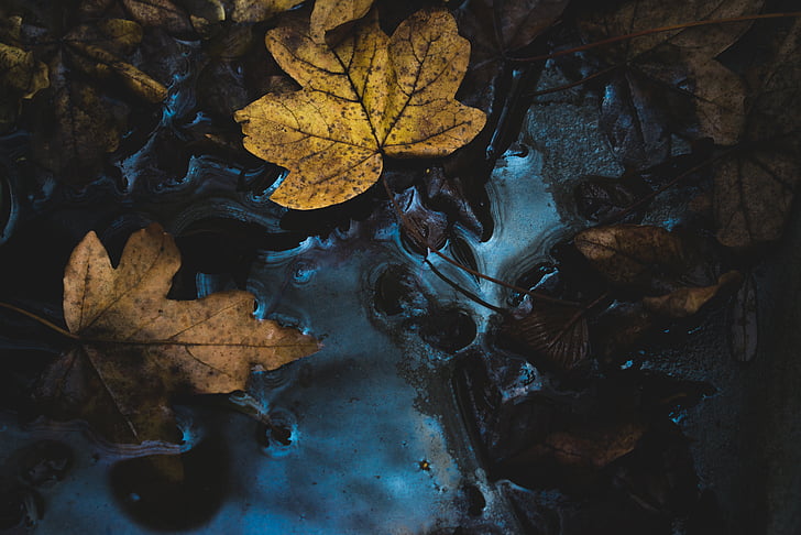two, maple, leaves, puddle, leaf, fall, dark