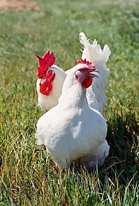 con gà, con chim, làng, Kura, hen, nông nghiệp sinh hoạt phí, con gà trống
