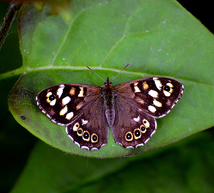Škotijos Margasis satyras, raibas medienos drugelis, drugelis, lapų, uždaryti, vabzdžių, lapai