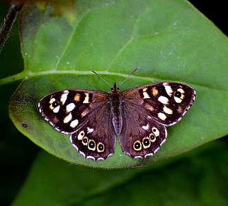 Pararge aegeria scozzese, farfalla di legno macchiata, farfalla, foglia, chiudere, insetto, foglie