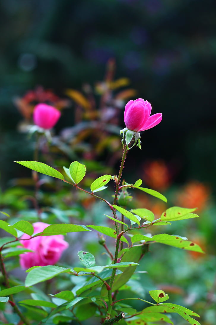 Rosa, cvijet, proljeće, gumb, lijepa