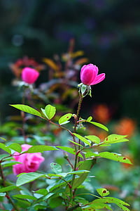Rosa, kvet, jar, tlačidlo, krásny