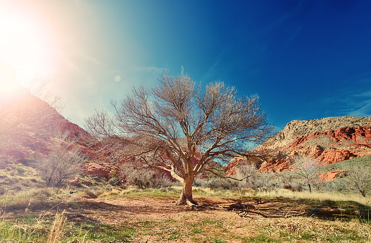 natura, arbre, Nacional, Parc, l'aire lliure, primavera, temporada