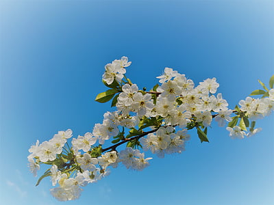 dygiųjų slyvų žydėjimo, pavasarį, baltos gėlės, delikatesas, Gamta, augalų, balta