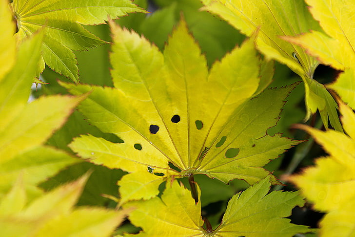 Maple leaf, gult blad, anlegget natur