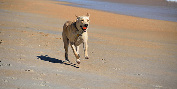 dog, fetching ball, beach, pet, animal, running, active