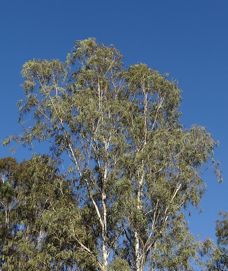 arbre d’eucalyptus, arbre, arbre de Nilgiri, sadhankeri, Dharwad, Inde, nature