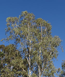 Eucalyptus træ, træ, Nilgiri træ, sadhankeri, dharwad, Indien, natur