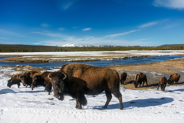 Yellowstone, Nationalpark, Reisen, Tourismus, Schnee, Winter, Eis