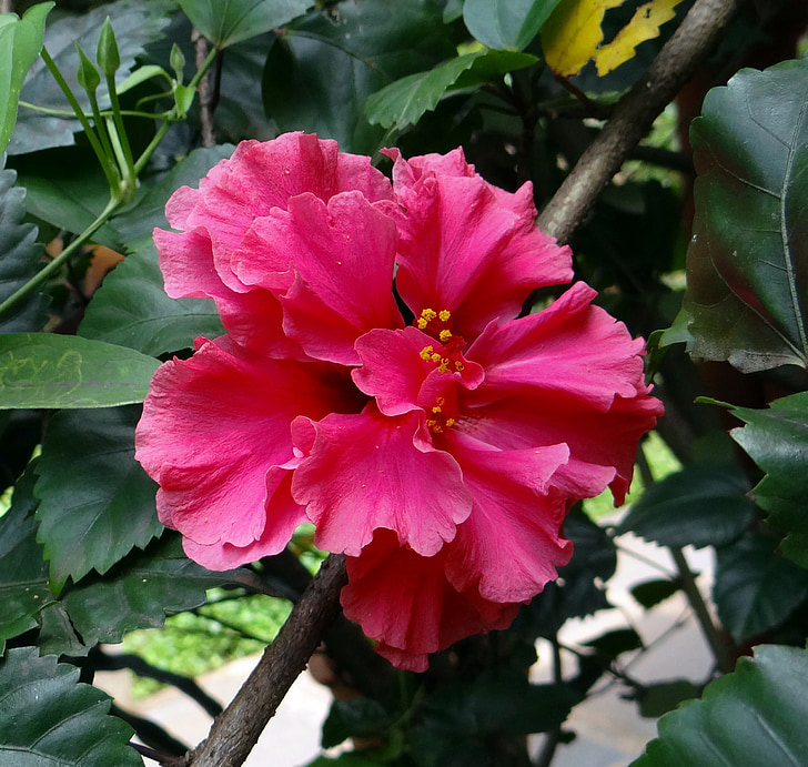 ibišek, Dvojitá, růžová, Rosa sinensis, China rose, Dharwad, Indie, květ