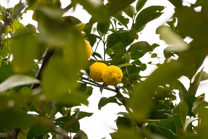 lemon, lemon tree, fruit, tree fruit, limone, sour, bio