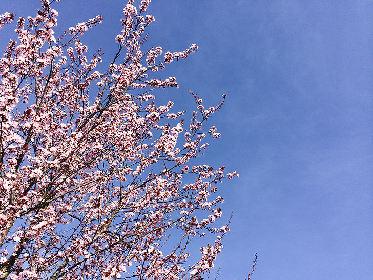 gėlės, pavasarį, Gamta, rožinė, vyšnių žiedai, dangus, medis