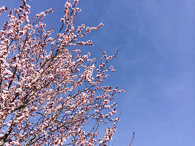 virágok, tavaszi, természet, rózsaszín, cseresznyevirág, Sky, fa