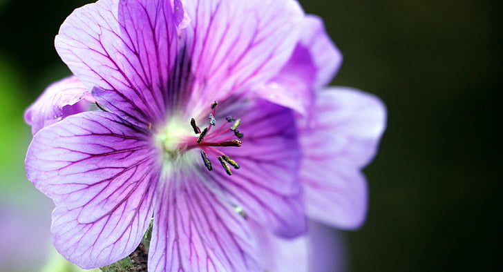 cây phong lư thảo, Cò mỏ chim Hoa, Geranium cinereum, Blossom, nở hoa, màu xanh, màu tím