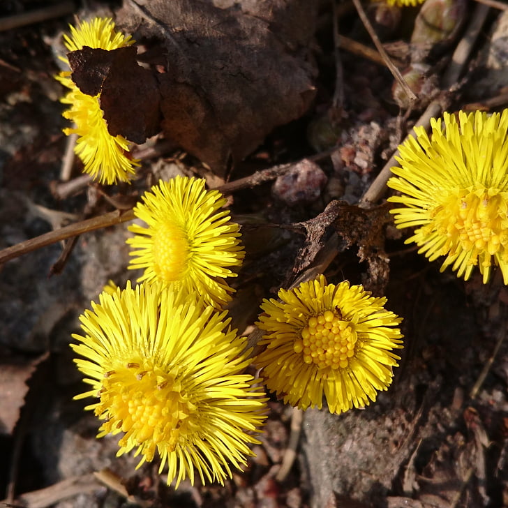 coltsfoot, цветок, цветок весны., Природа, желтый, завод, крупным планом