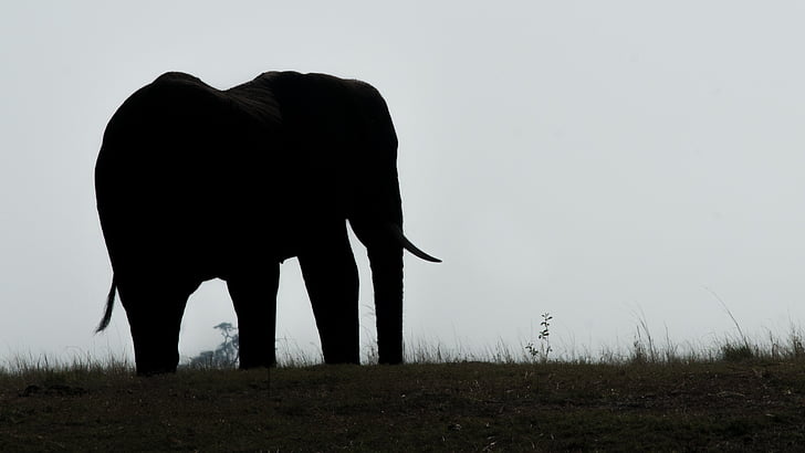 слон, Ботсвана, Чобе, силует, животните, животни в дивата природа, животните дивата природа
