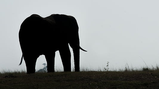 elefánt, Botswana, Makgadikgadi mocsár, sziluettjét, állat, a vadon élő állatok, állati wildlife