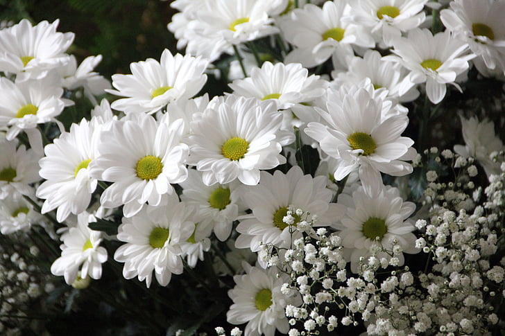 Bloom, Blossom, Close-up, Margherite, fiori, Gypsophila, bianco