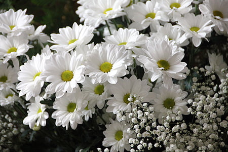 mekar, Blossom, Close-up, Aster, bunga, Gypsophila, putih
