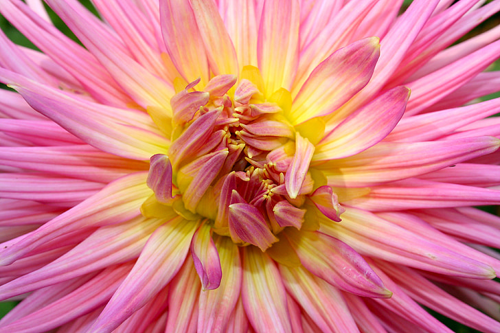 Ντάλια, λουλούδι, μακροεντολή, κοντινό πλάνο, τριαντάφυλλο, Κίτρινο, ροζ χρώμα