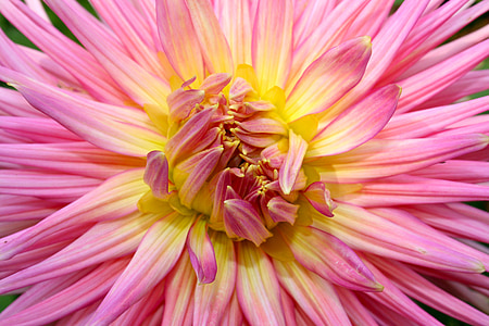 Dahlia, bunga, makro, menutup, naik, kuning, warna pink