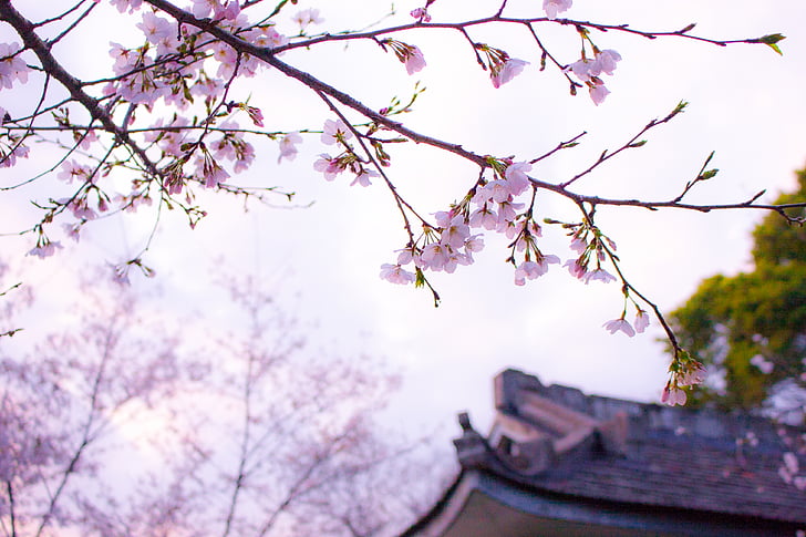 ramo, fiore di ciliegio, ambiente, fiori, giardino, Giappone, paesaggio
