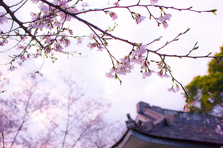 cabang, Sakura, lingkungan, bunga, Taman, Jepang, pemandangan